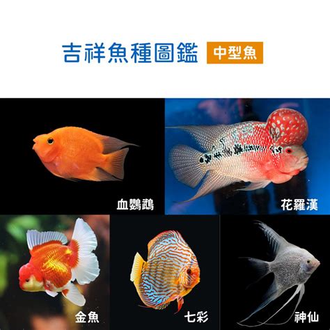 寵物魚種類|【寵物魚種類】一網打盡！超齊全寵物魚種類大百科，讓你的水族。